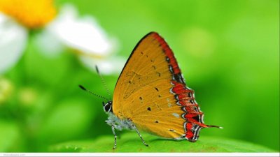 Butterfly jigsaw puzzle