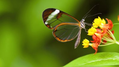 Butterfly jigsaw puzzle