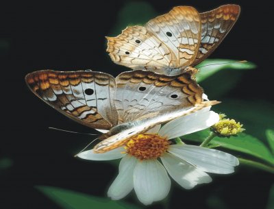 Butterfly jigsaw puzzle