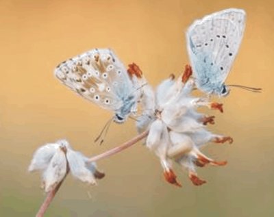 Butterfly jigsaw puzzle