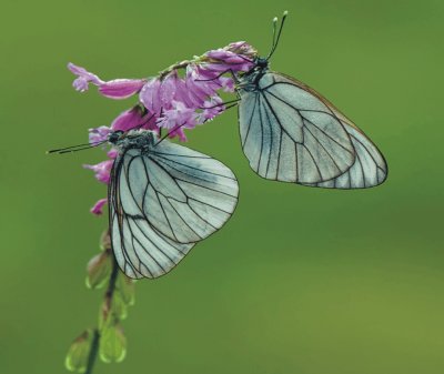 Butterfly jigsaw puzzle