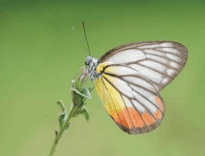 Butterfly jigsaw puzzle