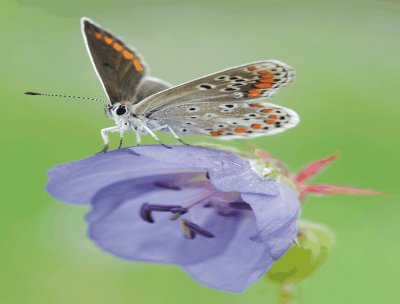 Butterfly jigsaw puzzle