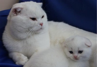 Scottish fold withe jigsaw puzzle