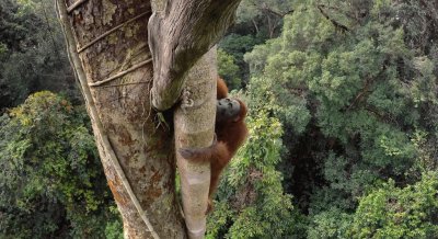 פאזל של Orangutan