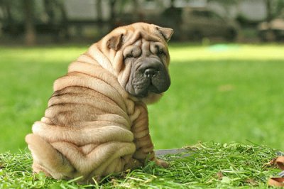 פאזל של Sharpei