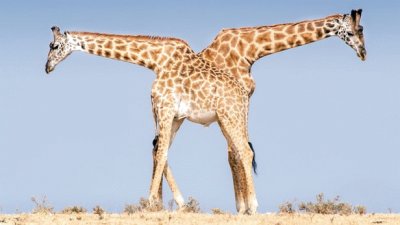 פאזל של Giraffe