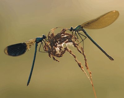 פאזל של Dragonfly