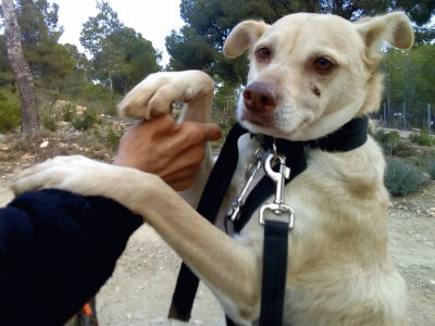 Unknown dog posing during a stroll jigsaw puzzle