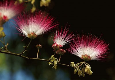 פאזל של flores