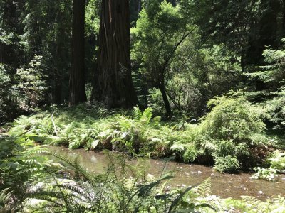 Muir Woods jigsaw puzzle