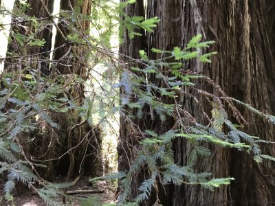 פאזל של Muir Woods