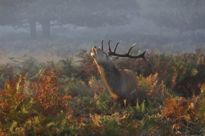 פאזל של London Wildlife