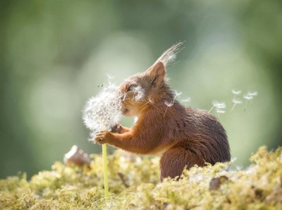 Squirrel jigsaw puzzle