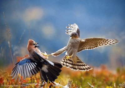 Bird  Fighting jigsaw puzzle