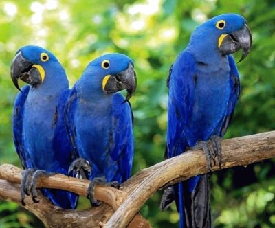 Blue Arara jigsaw puzzle