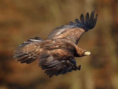 Eagle jigsaw puzzle