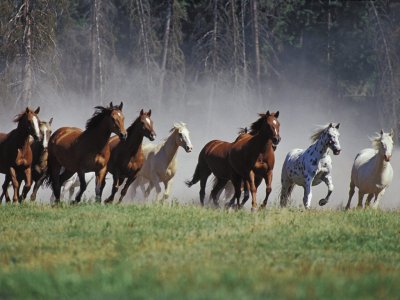 פאזל של heartland