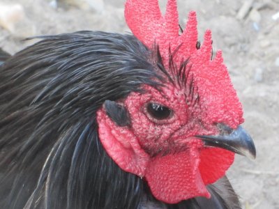 coq