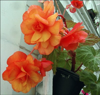 פאזל של BÃ©gonias