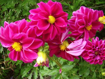 dahlia jigsaw puzzle