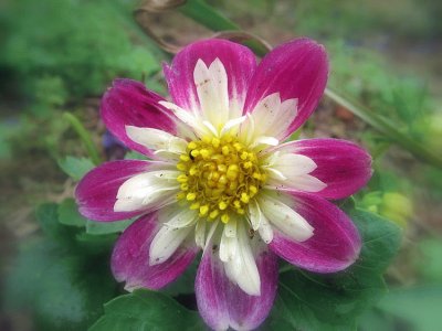 dahlia jigsaw puzzle