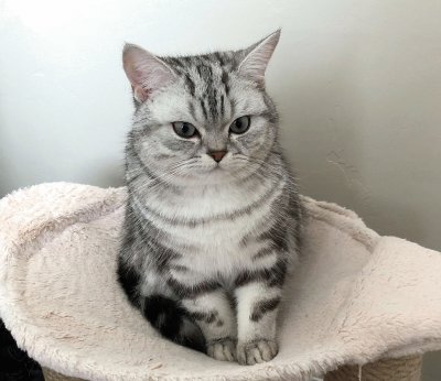 Silver classic tabby british shortair