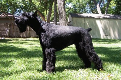 Schnauzer gigante jigsaw puzzle