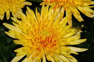 פאזל של Crisantemo