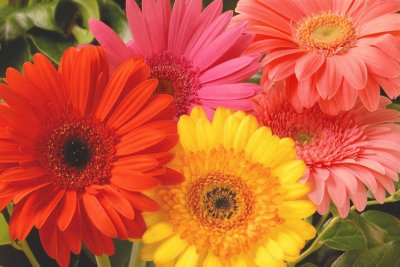 Gerbera jigsaw puzzle