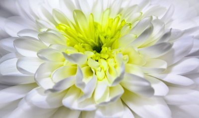 פאזל של Crisantemo