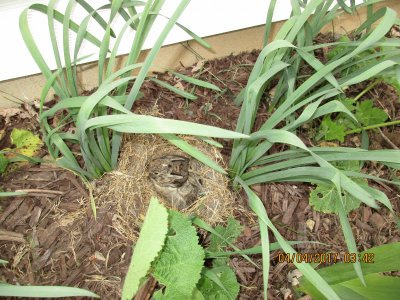 Baby bunnies in the flower bed