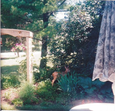 Fawn in the flower garden