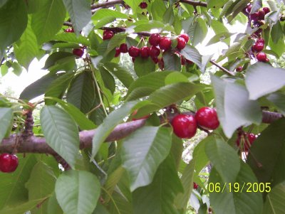 Cherries in the Springtime