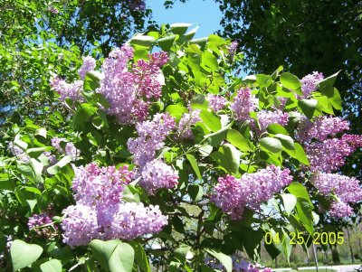 Lilacs jigsaw puzzle