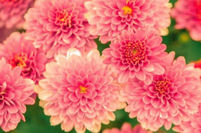 Flowers jigsaw puzzle