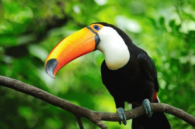 Tucan jigsaw puzzle
