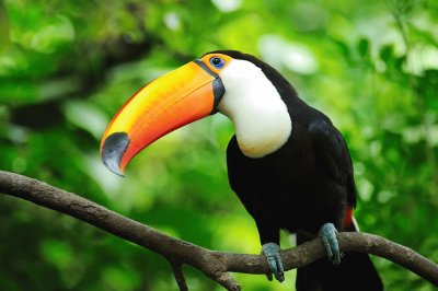 Tucan