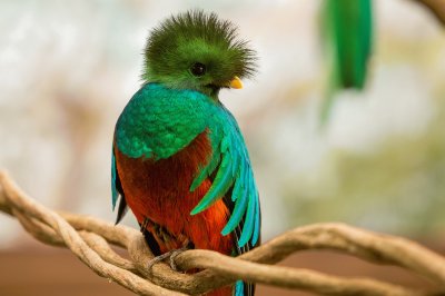 פאזל של Quetzal