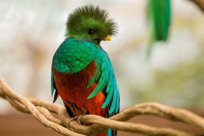 Quetzal jigsaw puzzle