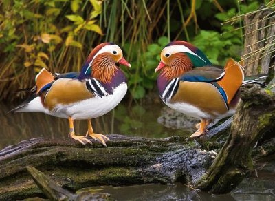 Patos Mandarin