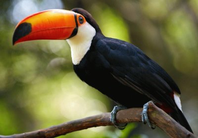 Tucan