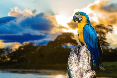 Guacamaya jigsaw puzzle