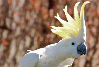 Cacatua jigsaw puzzle