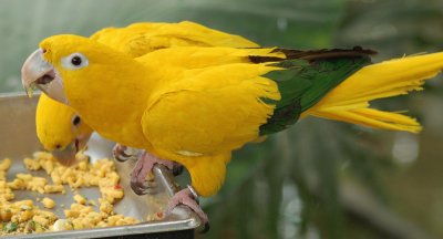 Conure jigsaw puzzle