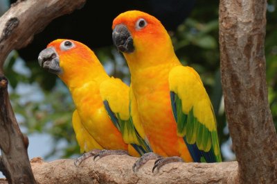 Conures jigsaw puzzle