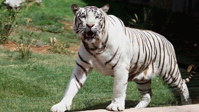 פאזל של Tigre de Bengala Blanco