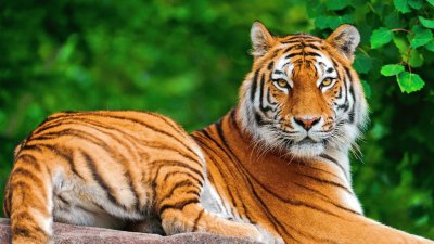 פאזל של Tigre de Bengala