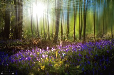 Bluebell woods