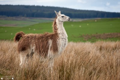 Llama